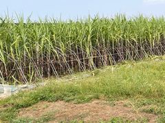 -西青郊野公园