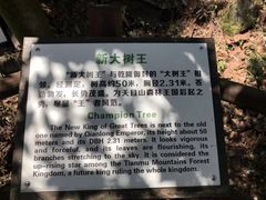 -天目山大树王景区
