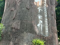 -青青世界