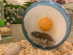 -龙猫仔乐园(惠福东路店)