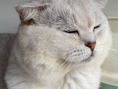 -逗柴咖啡屋·狗咖猫咖宠物桌游