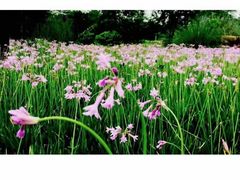 -贵阳市花溪国家城市湿地公园