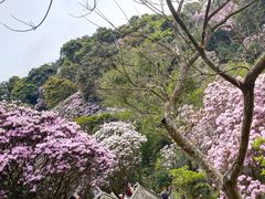 -梧桐山风景名胜区
