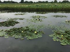 -陶辛水韵