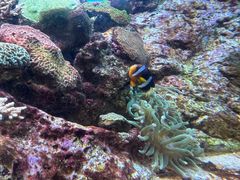 -西海国立公园九十九岛水族馆