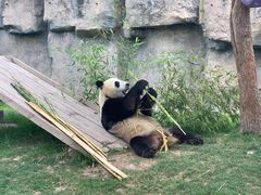 -上海野生动物园