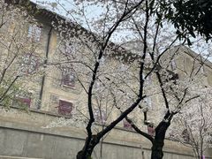 -武汉大学-樱园