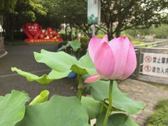 -陈家山荷花公园