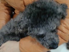 -瑞鹏瑞爱宠物医院·全科·猫科·血液透析中心(龙头寺店)