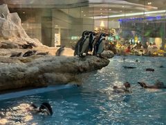 -帝企鹅自助餐厅•儿童岛•真企鹅(长隆企鹅酒店)