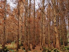 -桤木河湿地公园