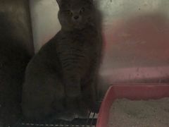 -伟伟宠物医院·CT影像中心·瑞派犬猫综合性门诊(汉口总院)