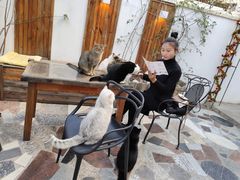 -喵屿·大理花园猫咖