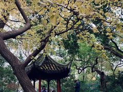 -秋霞圃
