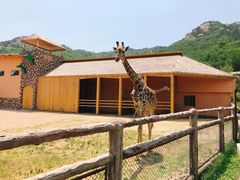 -青岛森林野生动物世界
