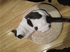 -Cappucimeow猫咪咖啡馆(韦伯时代店)