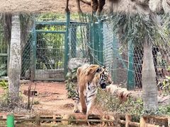 -海南热带野生动植物园