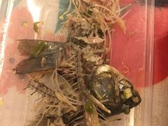 -老街无刺鲫鱼