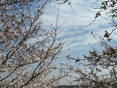 -樱花山风景区