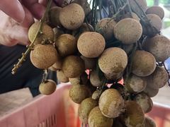 -从化深英荔枝黄皮龙眼采摘园