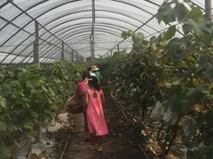 -马陆小张葡萄园农家乐