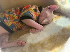 -藏猫猫咖啡主题馆(中央大道店)