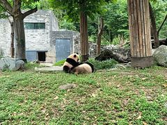 -都江堰中华大熊猫苑