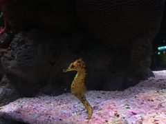 -暹罗海洋世界