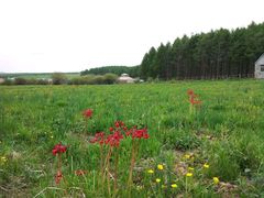 -塞罕坝国家级自然保护区