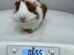 -博特宠物医院24h犬猫全科.骨科·异宠
