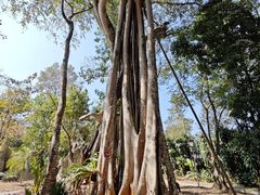 -瑞丽独树成林风景区
