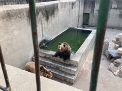 -保定市动物园