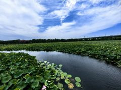 -荷塘月色湿地公园·向阳花洲
