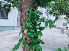 -树山生态村
