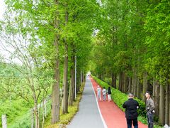 -上海长兴岛郊野公园