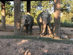 -清迈夜间动物园