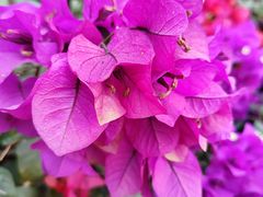 -西双版纳傣族园