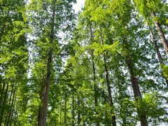 -黄海国家森林公园