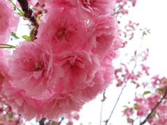 -天适樱花悠乐园