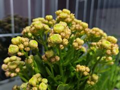 -花鸟鱼虫鲜花绿植市场(玉泉路店)