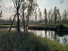 -溱湖国家湿地公园