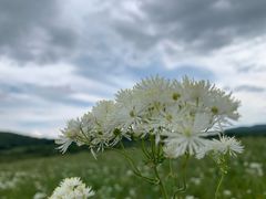 -乌兰布统草原