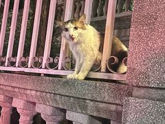 -广州白天鹅宾馆