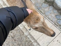 -奈良公园