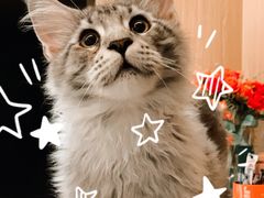 -袖虎·猫馆(体育西路店)