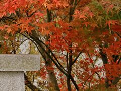 -昆山城市生态森林公园