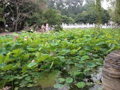 iphone_upload_pic-莲湖公园