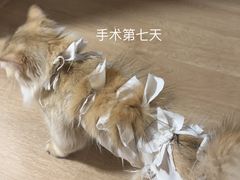 -良伴无忧宠物医院(泰欣嘉园店)