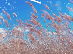 -野鸭湖国家湿地公园