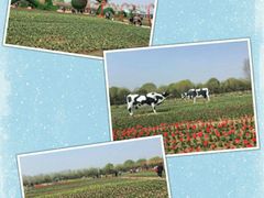 -兰陵国家农业公园